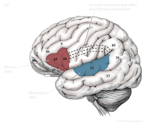 Broca's and Wernicke's area