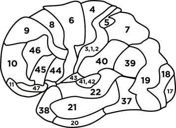 human brain mapping