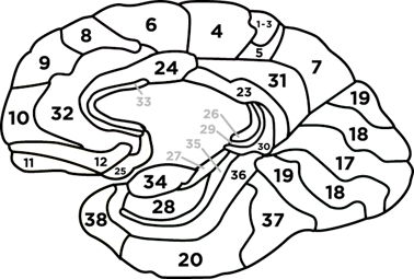Broadmann brain mapping
