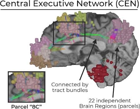 Central Executive Network
