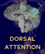 DORSAL_ATTENTION_THUMBNAIL