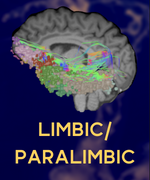 LIMBIC_THUMBNAIL