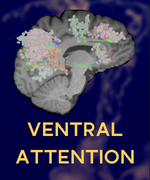 VENTRAL_ATTENTION_THUMBNAIL